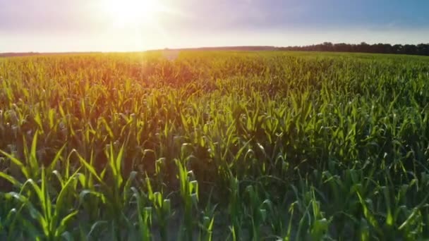 Aerial Drone Metraje Gran Campo Maíz Verano — Vídeo de stock