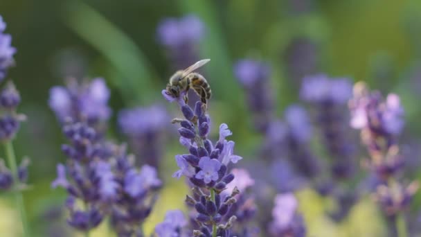 Μέλισσα Επικονιάζει Άνθη Λεβάντας Ένα Πεδίο Λεβάντας Αργή Κίνηση — Αρχείο Βίντεο