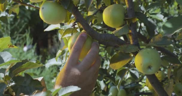 Mano Del Agricultor Arranca Una Manzana Madura Del Manzano Coloca — Vídeos de Stock