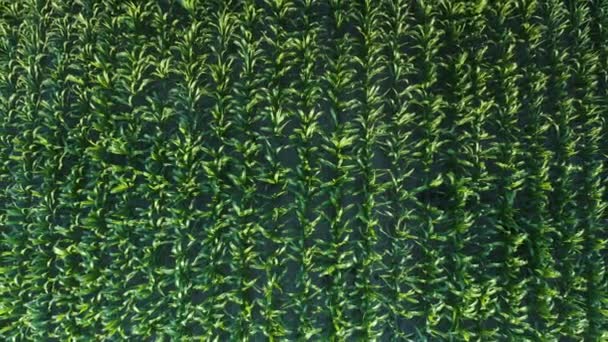 Повітряний Безпілотник Кадри Великого Кукурудзяного Поля Влітку — стокове відео
