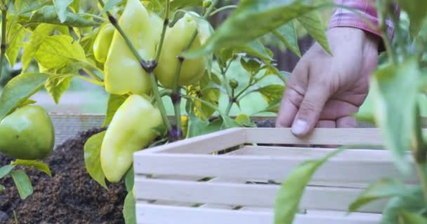 Χέρι Του Αγρότη Βγάζει Μια Ώριμη Κίτρινη Πάπρικα Από Τον — Αρχείο Βίντεο
