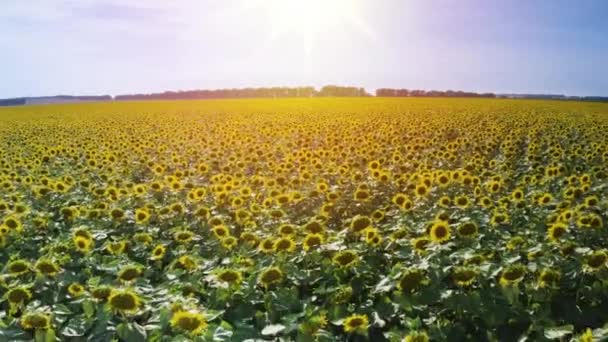 Drone aérien séquences 4K d'un grand champ de tournesol en été.