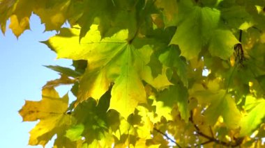 Sarı sonbahar akçaağaç yaprakları güneşli bir sonbahar gününde hareket eder..