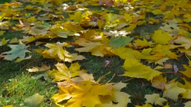Sarı sonbahar akçaağaç yaprakları güneşli bir sonbahar gününde.
