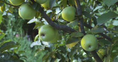Sıcak, güneşli yaz ışığında elma ağacında olgun elmalar..