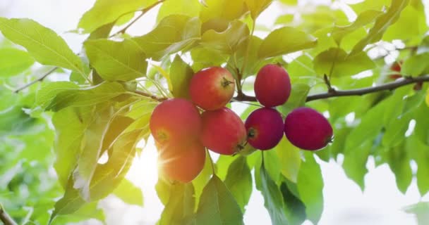 Rode Paradijs Rijpe Appels Een Appelboom Het Warme Zonnige Zomerlicht — Stockvideo