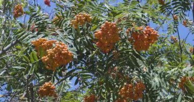 Olgun böğürtlen tohumu külleri, güneşli bir yaz gününde bir çulluk ağacında..