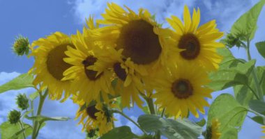 Akşam güneşinde bir ayçiçeğinin çiçekleri bir ayçiçeği tarlasında.