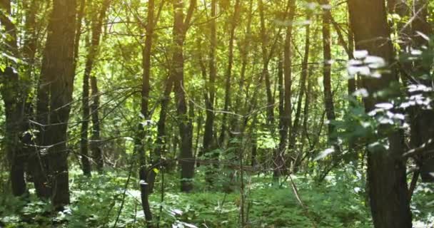 森林ストック動画 ロイヤリティフリー森林動画 Depositphotos