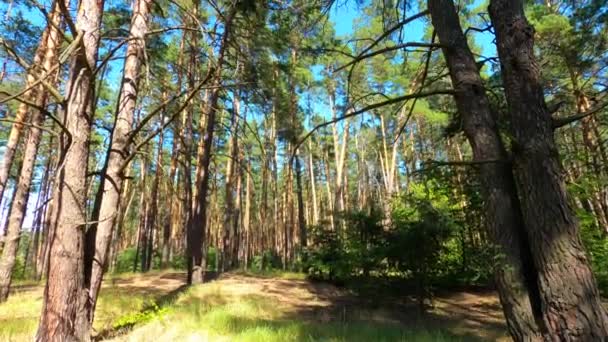 Повільний Вертикальний Панорамний Рух Вздовж Денного Літнього Лісу — стокове відео