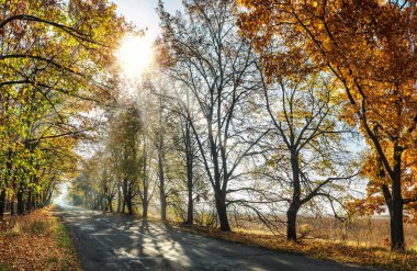 Sarılı güzel sonbahar manzarası - portakal ağaçları, yol ve batan güneşin güneş ışınları.