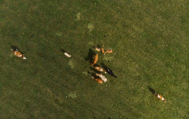 Avusturya 'daki inek otlağının havadan görünüşü. İHA 'da çekilen en iyi görüntü fotoğrafı.