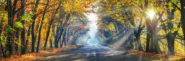 Bela Paisagem Outono Com Amarelo Laranjeiras Estrada Raios Sol Pôr — Fotografia de Stock