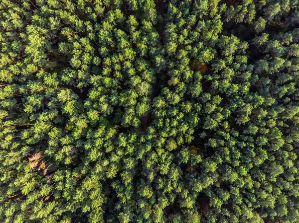 Letecký Pohled Věčně Zelený Borový Les — Stock fotografie