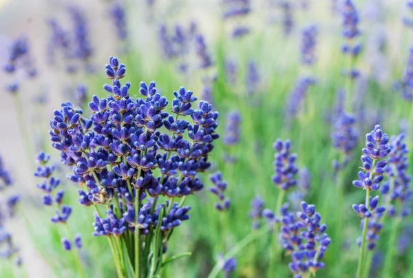 Een Paar Verse Lavandula Gebied Van Jonge Lavendelbloeiende Planten Achtergrond — Stockfoto