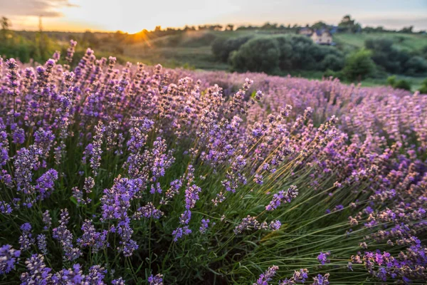 Bunt Blühende Lavendel Oder Lavendelfelder Morgenlicht Ein Leichter Morgennebel Hintergrund — Stockfoto
