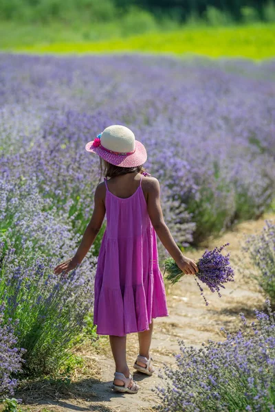 Menina Bonita Andando Campo Lavanda Florido Recolhendo Flores — Fotografia de Stock
