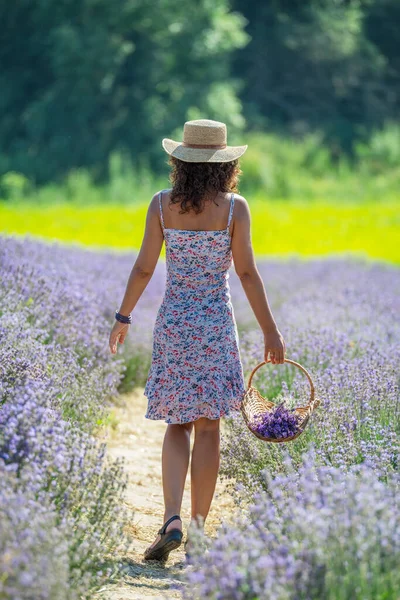 女人走在开着花的薰衣草地里采花 — 图库照片