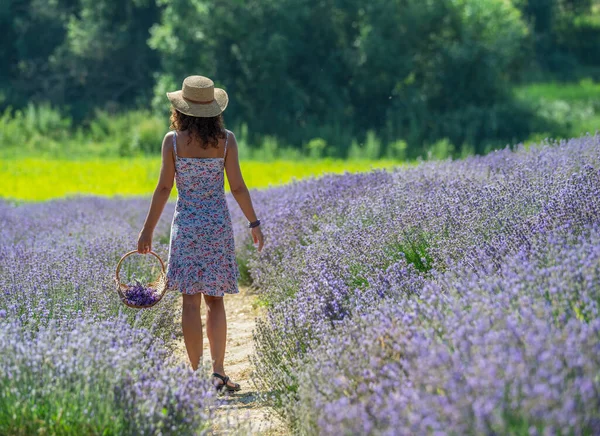Woman Walking Flowering Lavender Field Gathering Flowers — Stock Photo, Image