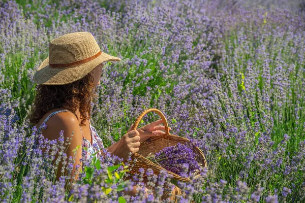 Жінка Солом Яному Капелюсі Сидить Між Лавандовими Чагарниками Збирає Квіти — стокове фото