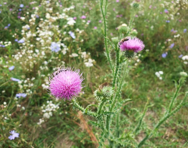 Teste Fiore Fiorite Cardo Mariano Sfondo Della Natura — Foto Stock