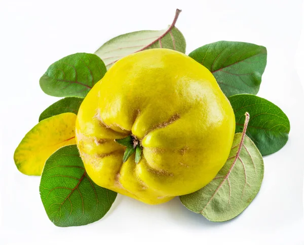 Rijp Goudgele Kweepeer Vruchten Geïsoleerd Witte Achtergrond Kleine Groep Vruchten — Stockfoto