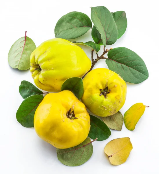 Ripe golden yellow quince fruits isolated on white background. Small group of fruits with leaves.