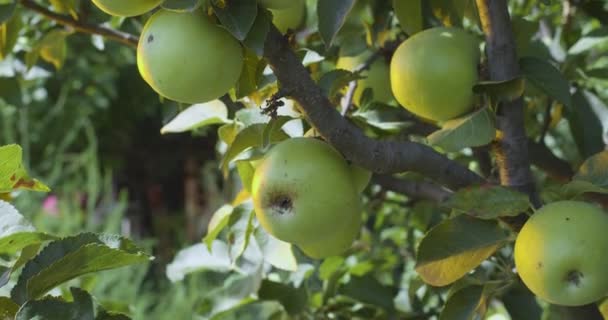 Зелене Стигле Яблуко Яблуні Теплому Сонячному Літньому Світлі — стокове відео