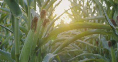 İçinden mısır fidanları çıkan bir tarla. Sıcak akşam güneşi mısırın yeşil yaprakları ve kulaklarında çalar.