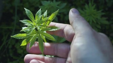 Adamın elleri özenle kenevir filizlerine dokunur..