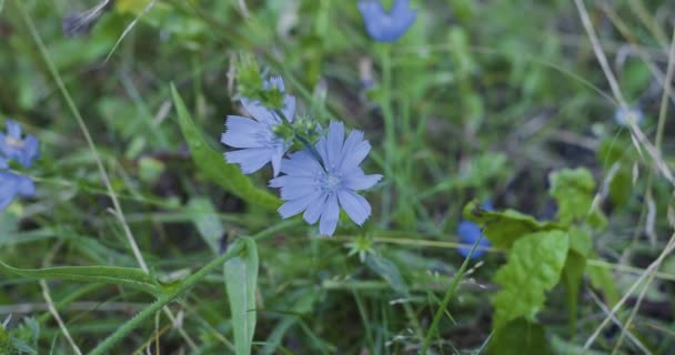 Türkis Chicorée Blume Auf Einem Chicorée Pflanzenstrauch Auf Einer Verschwommenen — Stockvideo