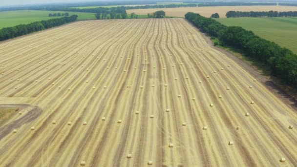 美しい風景を背景に 夏に円筒形の干し草を持つ大きな麦畑の空中ドローン4K映像 — ストック動画