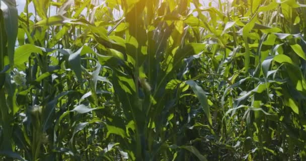 Veld Met Groeiende Struiken Maïs Van Binnenuit Warme Avond Zonlicht — Stockvideo