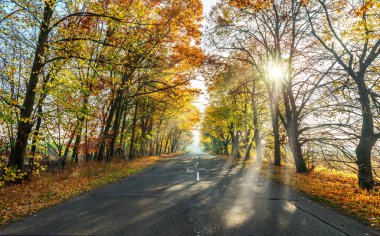 Sarılı güzel sonbahar manzarası - portakal ağaçları, yol ve batan güneşin güneş ışınları.