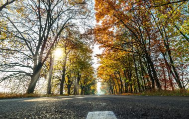 Sarılı güzel sonbahar manzarası - portakal ağaçları, yol ve batan güneşin güneş ışınları.