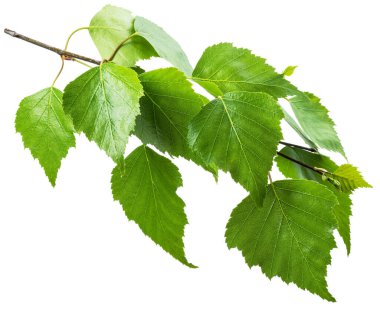 Beyaz arka planda yeşil huş dalı. Üretimde yaygın olarak kullanılan huş ağacı sembolü; ilaç, kozmetoloji ve gıda işleme.