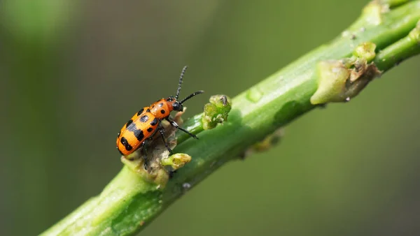 アスパラガスの芽の上にアスパラガスのカブトムシを発見しました アスパラガス作物の主な害虫 — ストック写真