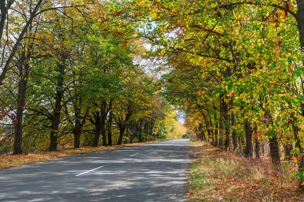道路の秋の木の枝のアーチの下を通過する 秋の大自然 — ストック写真