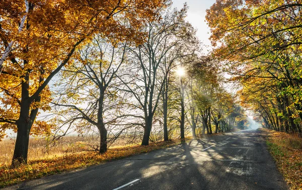 Prachtig Herfstlandschap Met Gele Sinaasappelbomen Weg Zonnestralen Van Ondergaande Zon — Stockfoto