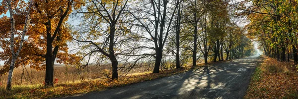 Bela Paisagem Outono Com Amarelo Laranjeiras Estrada Raios Sol Pôr — Fotografia de Stock