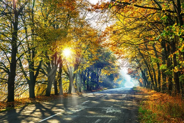 Prachtig Herfstlandschap Met Gele Sinaasappelbomen Weg Zonnestralen Van Ondergaande Zon — Stockfoto