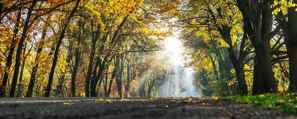 Krásná Podzimní Krajina Žlutými Pomerančovníky Silnicí Slunečními Paprsky Zapadajícího Slunce — Stock fotografie