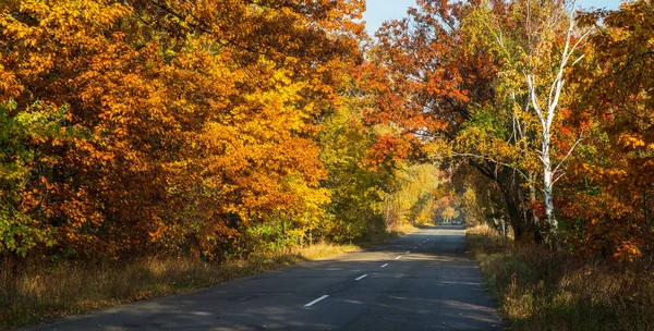 Beautiful Autumn Landscape Yellow Orange Trees Road Sun Rays Setting — Stock Photo, Image