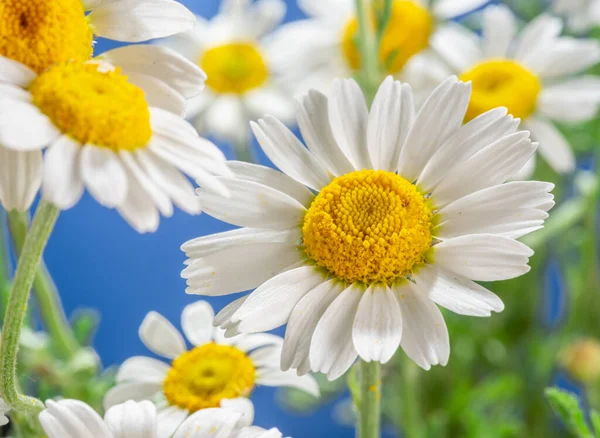 Virágzó Virágfejek Kamilla Közelkép Kék Háttér — Stock Fotó
