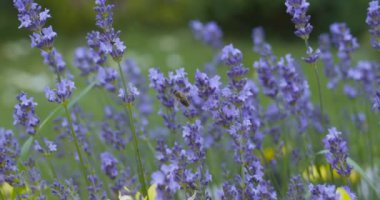 Arı lavanta tarlasında lavanta çiçeklerini tozlaştırır. 