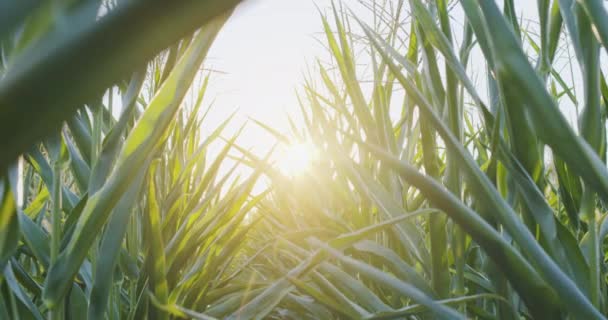 Поле Кущами Кукурудзи Зсередини Теплий Вечір Сонячне Світло Грає Зеленому — стокове відео
