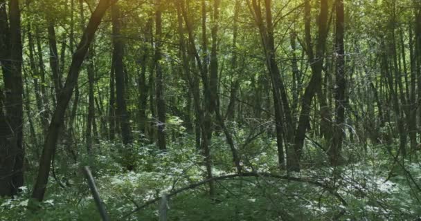 Pomalý Horizontální Panoramatický Pohyb Podél Letního Denního Lesa — Stock video