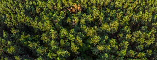 Légi Panoráma Örökzöld Fenyőerdőre — Stock Fotó