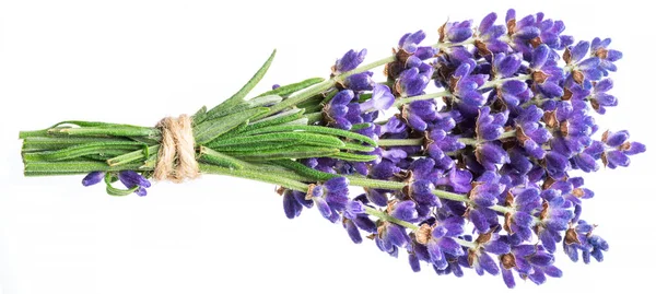 Bunch Lavandula Lavender Flowers Isolated White Background — Stock Photo, Image