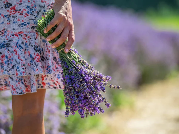 一束盛开的薰衣草在女人的手里 背景中的薰衣草场 — 图库照片